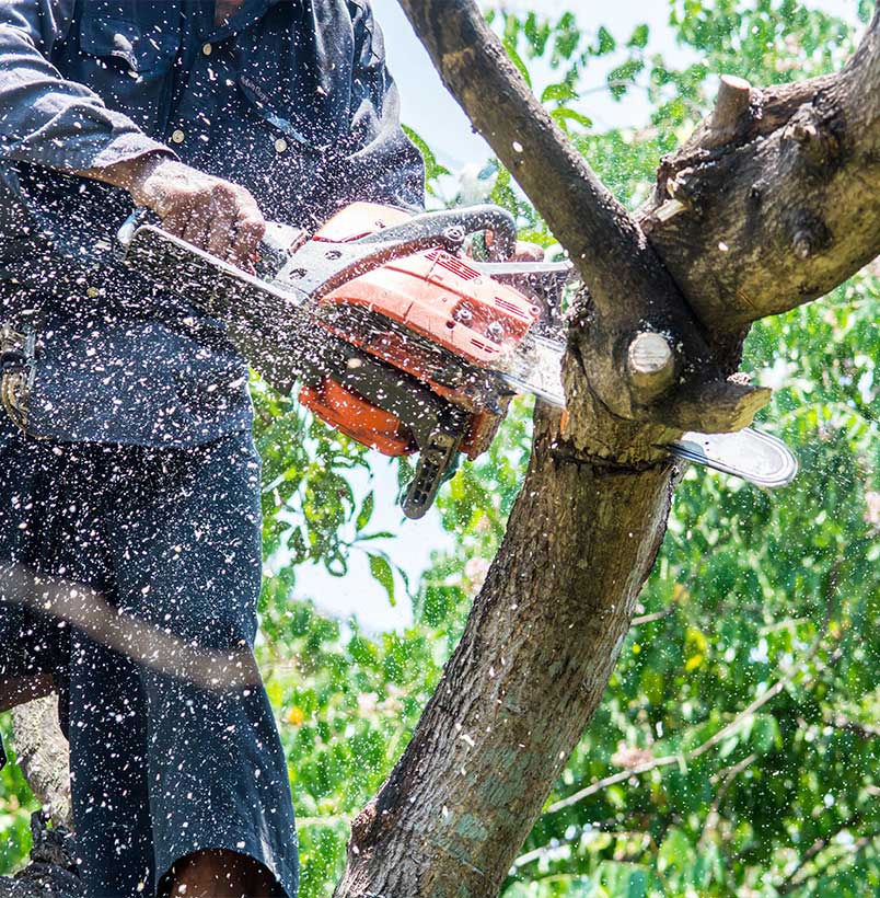 tree-removal-chainsaw A modern home painted white with black trim. Modern, sleek solar panels cover the roof.