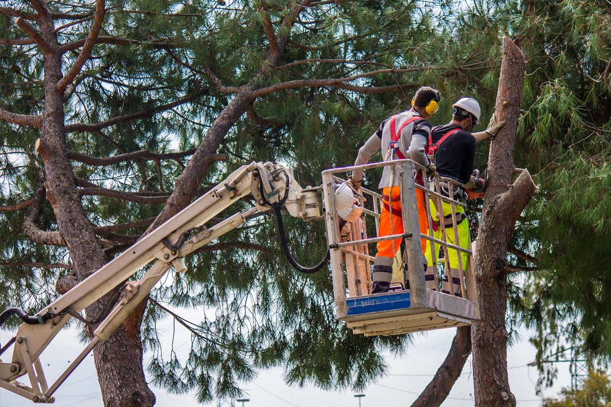Two men stand in a lift and examine a tree in the process of being removed.