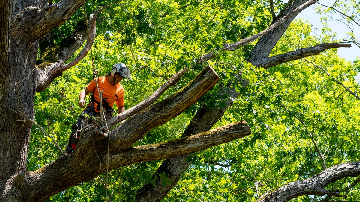 tree_removal_Preview A modern home painted white with black trim. Modern, sleek solar panels cover the roof.